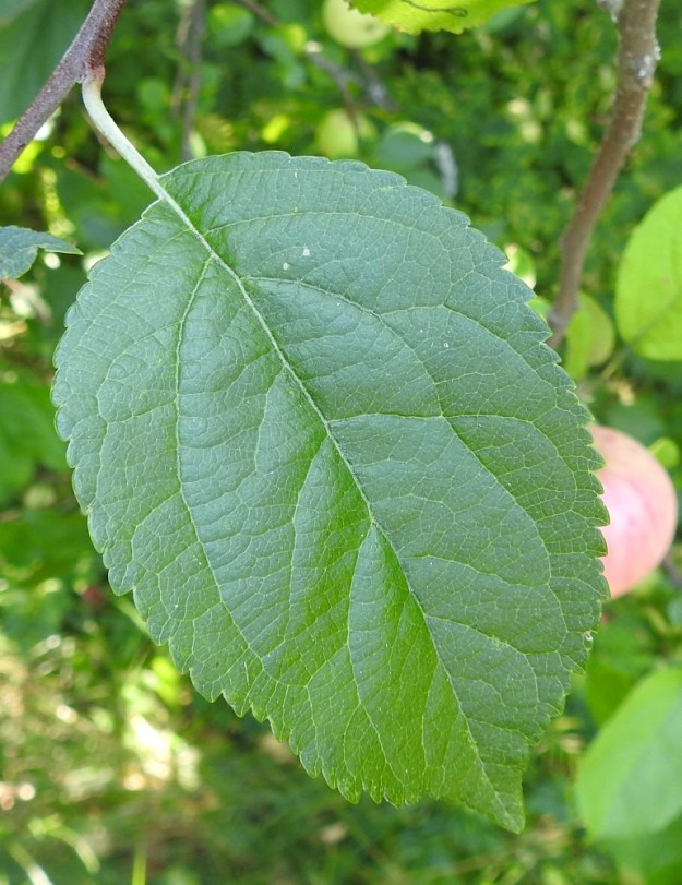 Malus domestica - tarhaomenapuun lehtilapa on laidoiltaan matalasti tylppä- tai terävähampainen, päältä tummahkonvihreä ja karvainen tai ikääntyessään kaljuuntuva. Kuvassa oleva lehti oli elokuun loppuun mennessä menettänyt jo kokonaan yläpintansa karvoituksen. EH, Hämeenlinna, Vanaja, Paikkalantien länsilaita 100 m hautausmaa-alueen pohjoispuolella ja noin 250 m lähimmästä asutuksesta, 29.8.2024. Copyright Hannu Kämäräinen.