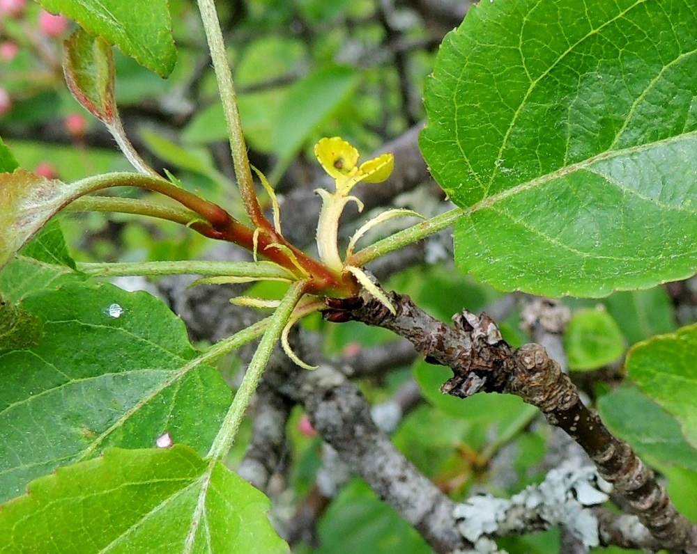 Malus sylvestris - metsäomenapuun lehdet ovat korvakkeelliset. Korvakkeet ovat rihmamaisen kapeat ja noin 3-7 mm pitkät sekä nystylaitaiset. Ne varisevat varhain. 30.5.2013. Copyright Hannu Kämäräinen.