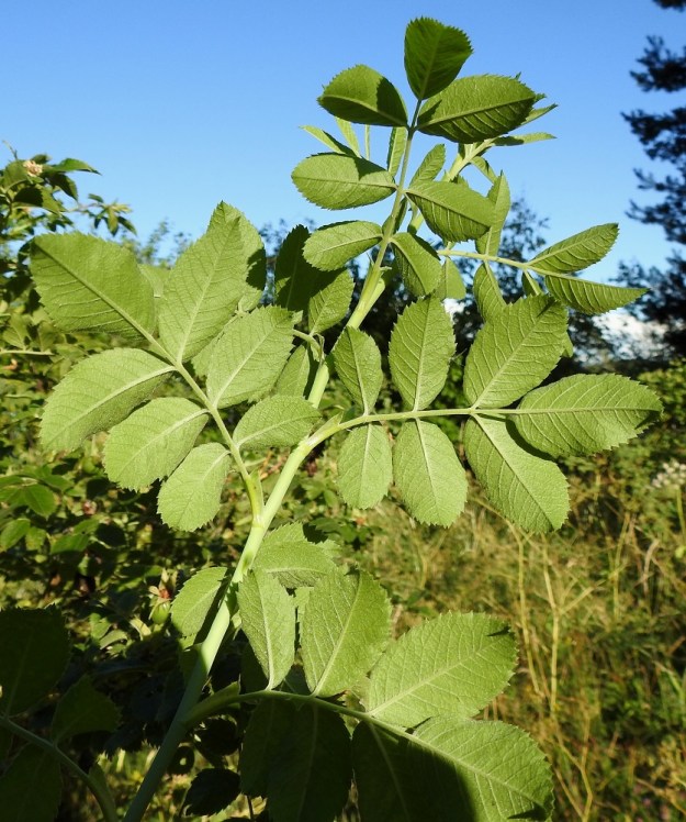 Rosa caesia - himmeäorjanruusun lehdykät ovat tavallisesti noin 2-4,5 cm pitkät ja noin 1-2,5 cm leveät. Ne ovat alapuolelta vaalean- tai harmahtavanvihreät. A, Finström, Bastö, pohjoispää, Bastövägenin jatkeena olevan pikkutien, Labbsundsvägenin laitaniitty noin 60 m tien alusta pohjoiseen, 9.7.2022. Copyright Hannu Kämäräinen.