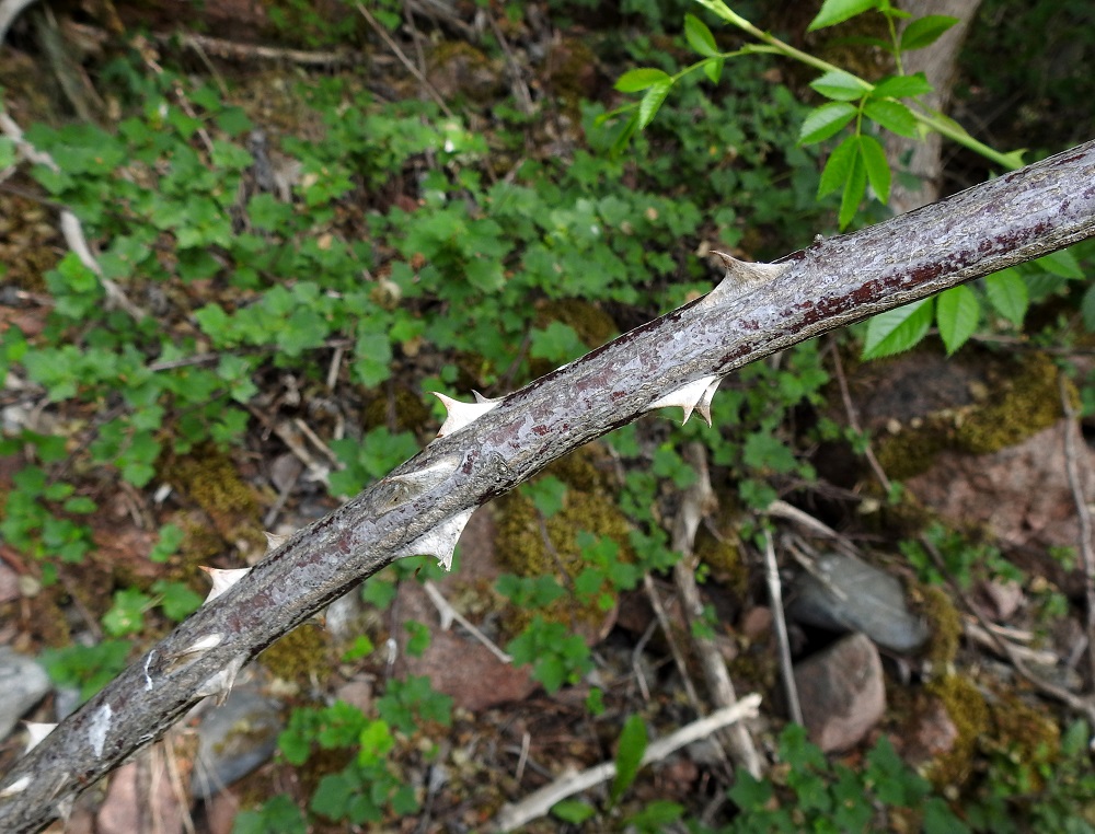 Rosa canina - kaljukoiranruusun varsien alaosa on punaruskea tai harmahtavanruskea. Ylemmät osat ja haarat ovat punaruskeat tai vihertävät ja vuosiversot vihreät. Piikkejä on runsaammin päävarsissa. Malliltaan ne ovat käyriä ja tyviosastaan hyvin leveitä mutta litteähköjä. Niiden pituus vaihtelee tavallisesti noin välillä 5-15 mm. Kussakin varren osassa piikit ovat kuitenkin keskenään suhteellisen samankokoisia. 20.6.2023. Copyright Hannu Kämäräinen.