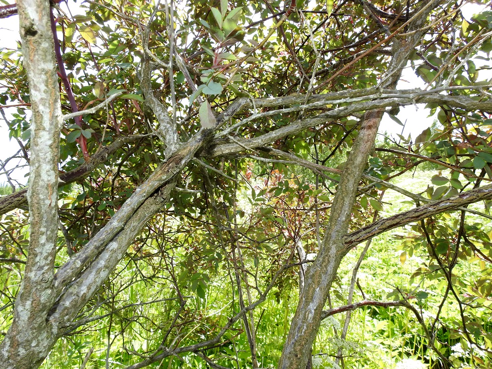 Rosa glauca - punalehtiruusun päävarret ja -haarat ovat pitkät ja kohtalaisen vankat. EH, Kouvola, Kuusankoski, Mäyränkorven ja Lamminrannan välissä oleva Saksanahon entinen, peitetty teollisuuskaatopaikka, Savonsuo, täyttöalueen eteläosa, 1.7.2017. Copyright Hannu Kämäräinen.
