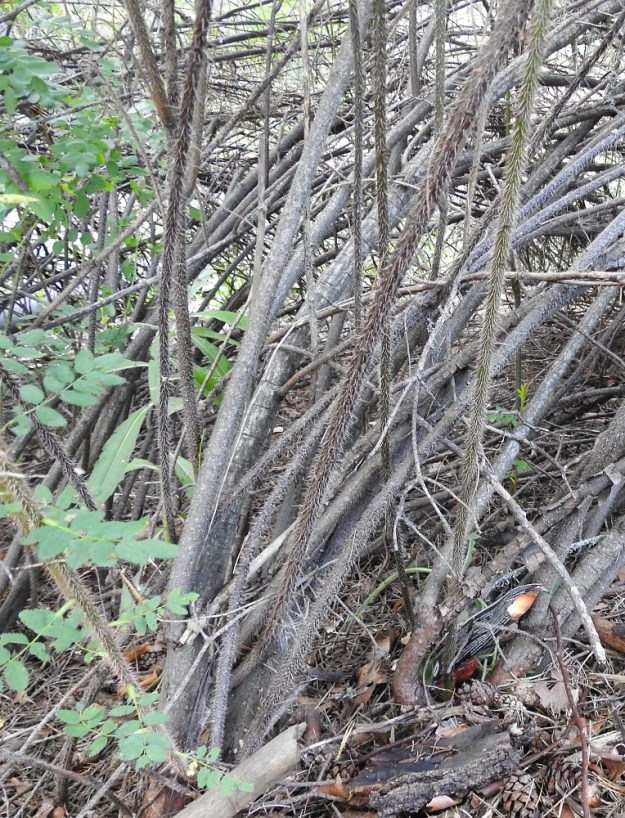 Rosa spinosissima 'Plena' - juhannusruusun varret ovat ruskeat tai harmaanruskehtavat ja juurivesat ruskeat. Erityisesti juurivesoja ympäröi hyvin tiheä piikkikate. 15.8.2024. Copyright Hannu Kämäräinen.