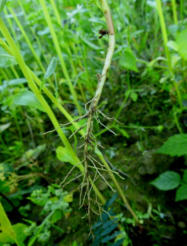 Euphorbia helioscopia - viisisädetyräkin pääjuuri on yksivuotisten kasvien tapaan ohut, pysty ja vaalea. 20.7.2024. Copyright Hannu Kämäräinen.