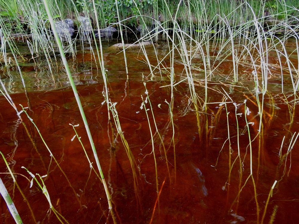 Lobelia dortmanna - nuottaruoho menestyy vain kirkasvetisissä vesistöissä, joissa pohjaan saakka yltävä auringon valoenergia riittää yhteyttämisen ylläpitoon. Rehevöityminen samentaa vesiä samalla leikaten valoenergiaa, ja lisääntyvä, lahoava kasvimassa hautaa ruusukkeet alleen, jolloin nuottaruoho vääjäämättä häviää vesistöstä. Kasvupaikkoina ovat lähinnä karut, kirkasvetiset järvet ja erityisesti niiden hiekka- ja sorapohjaiset rantavedet. Harvemmin nuottaruohon voi tavata myös hitaasti virtaavista vesistä ja jokisuiden vähäsuolaisesta murtovedestä. 28.6.2024. Copyright Hannu Kämäräinen.