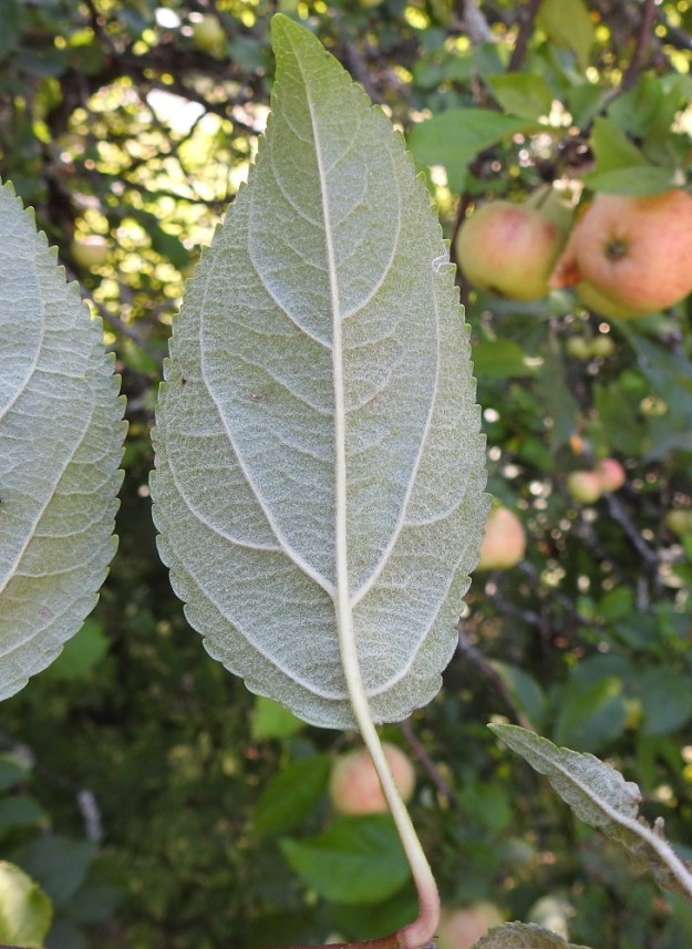 Malus domestica - tarhaomenapuun lehtilapa on alta lähes harmaa tai harmaanvihreä ja pysyvästi huopakarvainen. Lehtiruoti on täysikasvuisissa lehdissä yleensä noin 1-2,5 cm pitkä ja karvainen. EH, Hämeenlinna, Vanaja, Paikkalantien länsilaita 100 m hautausmaa-alueen pohjoispuolella ja noin 250 m lähimmästä asutuksesta, 29.8.2024. Copyright Hannu Kämäräinen.