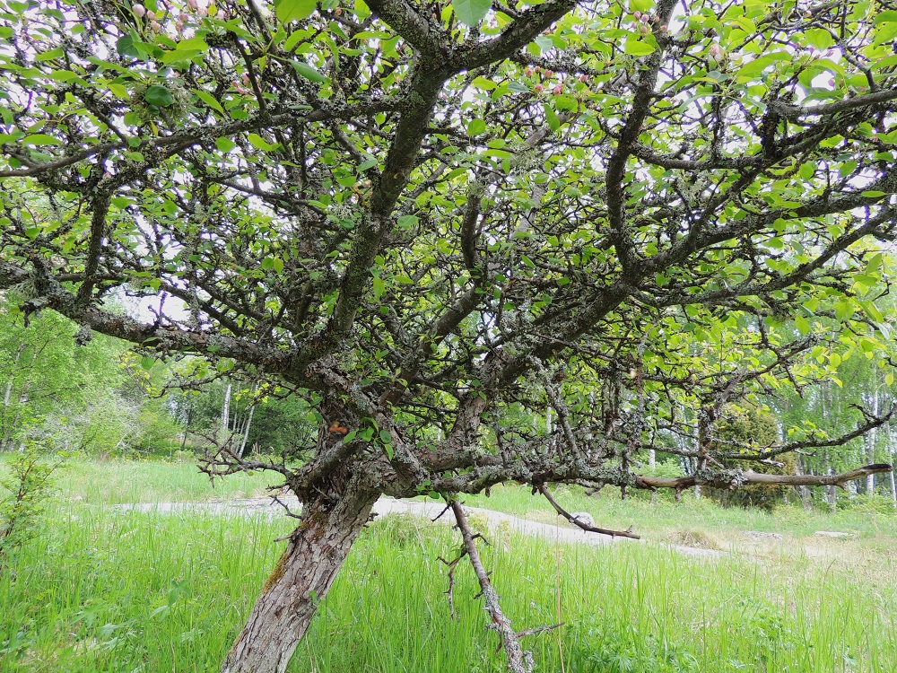 Malus sylvestris - metsäomenapuun vanhat yksilöt ovat tiheä- ja vankkahaaraisia. Puuaines on hyvin lujaa, ja siitä on aikojen saatossa valmistettu monenlaisia tarvekaluja. 30.5.2013. Copyright Hannu Kämäräinen.