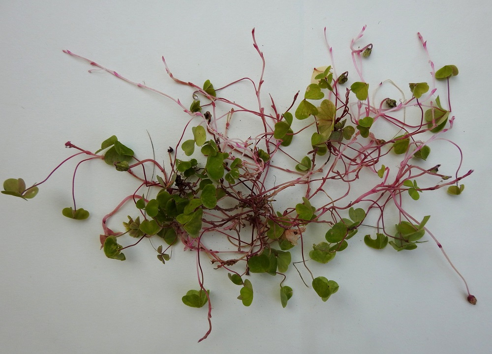 Oxalis acetosella - (metsä)käenkaalin kahdella tavoin syntyvästä siementuotannosta huolimatta laji leviää kasvupaikallaan tehokkaimmin kasvullisesti joka suuntaan suikertavan maavartensa avulla. Maavarressa on paljon meheviä suomuja, jotka ovat lehtikantoja. EH, Hämeenlinna, Loimalahti, Hirsimäki, omakotialue, Näsiäntien varren pihamaa, 25.8.2024. Copyright Hannu Kämäräinen.