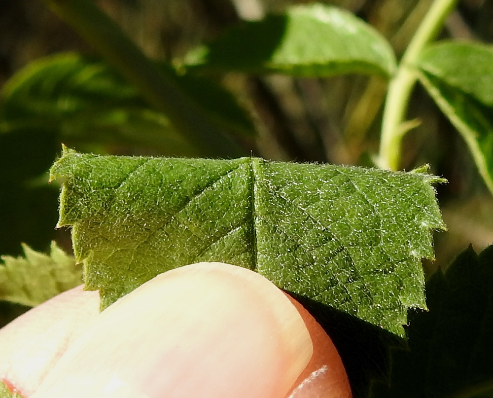 Rosa caesia - himmeäorjanruusun lehdykät ovat yläpinnaltaan vaihtelevasti lyhytkarvaiset tai kaljut. A, Finström, Bastö, pohjoispää, Bastövägenin jatkeena olevan pikkutien, Labbsundsvägenin laitaniitty noin 60 m tien alusta pohjoiseen, 9.7.2022. Copyright Hannu Kämäräinen.