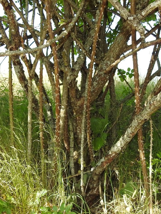 Rosa dumalis - heleäorjanruusun varsien alaosa on ruskea tai harmahtavanruskea. Juurivesojen alaosa on ruskea tai punaruskea ja yleensä tiheäpiikkinen. A, Finström, Bergö, Bergövägenin pohjoispää, tien länsipuolinen, kallioinen laidunalue, 19.6.2023. Copyright Hannu Kämäräinen.