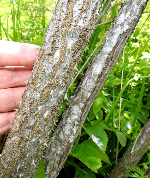 Rosa glauca - punalehtiruusun päävarsien alaosa on ruskehtava tai harmaa ja hilseilevä sekä piikitön tai lyhytpiikkinen. Kuvan varrella paksuutta on 30 mm. EH, Kouvola, Kuusankoski, Mäyränkorven ja Lamminrannan välissä oleva Saksanahon entinen, peitetty teollisuuskaatopaikka, Savonsuo, täyttöalueen eteläosa, 1.7.2017. Copyright Hannu Kämäräinen.