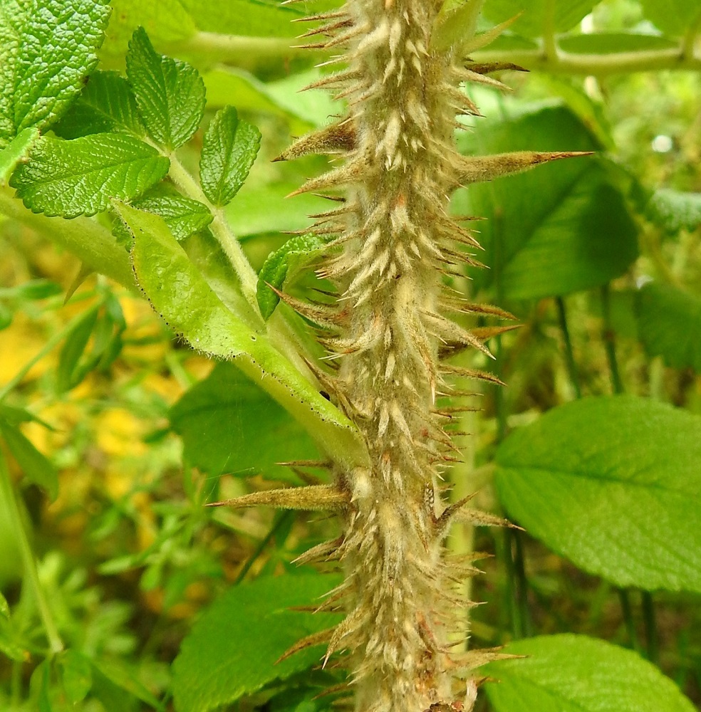 Rosa rugosa - kurtturuusun piikit ovat keskenään erikokoiset ja ainakin nuoremmissa varsissa selvästi karvaiset sekä tavallisesti noin 1-12 mm pitkät. Nuoret varret ja vuosikasvaimet ovat lisäksi tiheän huopakarvaiset. Kuvan vasemmassa puoliskossa näkyy myös lehtikorvake, jonka reuna on nystyhampainen. EH, Hämeenlinna, Käikälä, Paikkalantien ja teollisuusraiteen välinen ruohikkokaista ja ratapenger pääradan alikulun itäpuolella 12.8.2024. Copyright Hannu Kämäräinen.