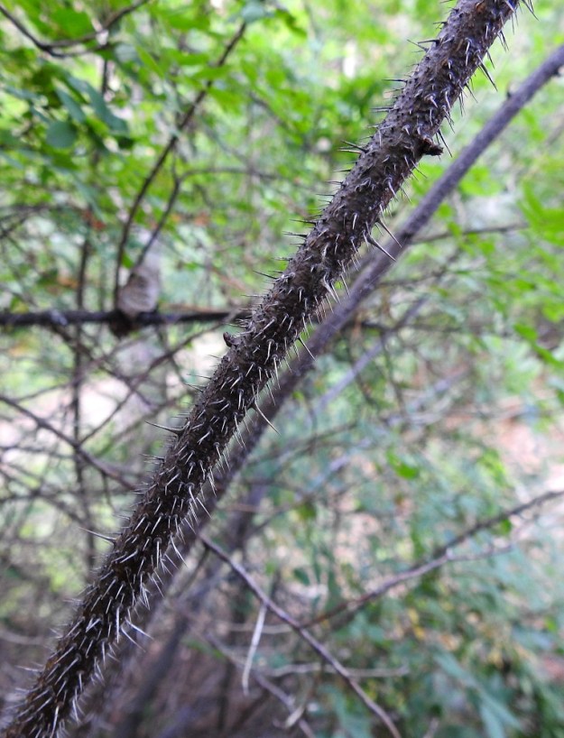 Rosa spinosissima 'Plena' - juhannusruusun piikit ovat neulamaisen suorat tai toisinaan osa piikeistä voi olla hieman käyriä. Piikit ovat ohuet, keskenään erikokoiset ja tavallisesti noin 1-8 mm pitkät. 15.8.2024. Copyright Hannu Kämäräinen.