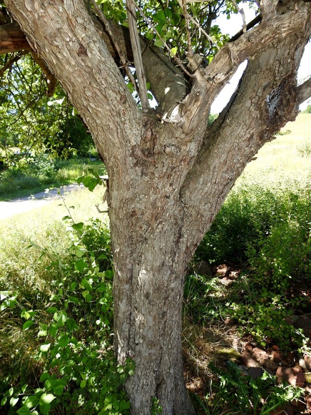 Malus sylvestris - metsäomenapuun runko ja päähaarat ovat harmaanruskehtavat, nuorena sileät ja vanhemmiten kookkaiksi suomuiksi liuskoittuvat. Puumaisten yksilöiden rungon läpimitta on usein noin 10-20 cm ja tosinaan paksumpikin. A, Sund, Bomarsund, linnoitusraunioalueen lounaispuolinen rinneniitty, 12.7.2022. Copyright Hannu Kämäräinen.