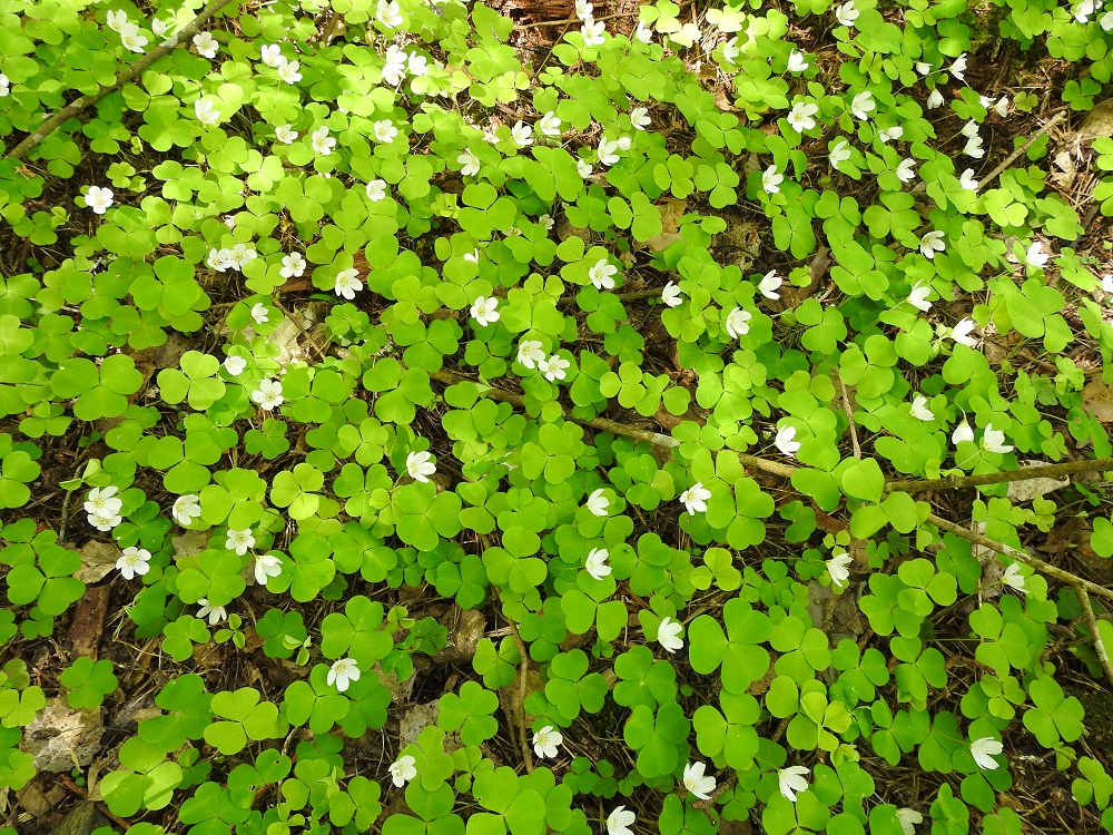 Oxalis acetosella - (metsä)käenkaalin kasvupaikkoina ovat kuusikot, lehdot, tuoreet, lehtomaiset metsät, varjoisat harjurinteet, ravinteiset korvet ja metsänlaiteet sekä jossain määrin myös varjoisat pihat ja puutarhat. Valtaosa suomalaisista on varmasti elämänsä aikana ainakin kerran pistänyt käenkaalin lehtiä suuhunsa ja pureskellessaan niitä tuntenut happamanraikkaan maun. Lehdet sisältävät runsaasti C-vitamiinia ja maun niille antaa oksaalihappo. Laji soveltuu ravintokäyttöön monenlaisten ruokien lisukkeeksi, mutta yletöntä nauttimista kannattaa välttää suolistoärsytyksen vuoksi. EH, Lempäälä, Perälä, Liponselän eteläpää, Mantere, Perälänraitin loppupäästä itään oleva nimetön niemi, 25.5.2020. Copyright Hannu Kämäräinen.