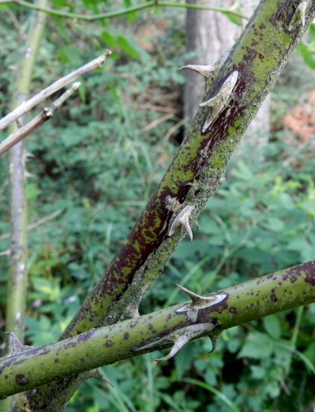 Rosa dumalis - heleäorjanruusun varsien ylemmät osat ja haarat ovat punaruskeat tai vihertävät ja vuosiversot vihreät. Haaroissa piikkien määrä vaihtelee ja vuosiversoissa niitä on vähemmän. Malliltaan piikit ovat käyriä ja tyviosastaan leveitä mutta litteähköjä. Niiden pituus vaihtelee tavallisesti noin välillä 3-10 mm. Kussakin varren osassa piikit ovat kuitenkin keskenään suhteellisen samankokoisia. V, Kemiönsaari, (aik. Dragsfjärd), Hiittisten saaristo, Örö, saaren lounaisosa, eteläkärkeen vievän Pitkä ikävä -tien varren harvan metsikön laide, 14.7.2012. Copyright Hannu Kämäräinen.