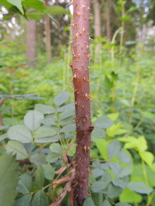 Rosa glauca - punalehtiruusun varsien ja haarojen ylemmät osat ovat punaruskeat tai sinipunertavat ja vahahärmäpintaiset. Piikkejä on vaihtelevasti. Ne ovat keskenään erikokoiset, hennohkot ja suorat tai hieman käyrät sekä tavallisesti noin 1-5 mm pitkät. EH, Hämeenlinna, Voutila, Nummi, Nummen koulun ja Onnenpolun pään välinen havumetsäkaista, 25.6.2014. Copyright Hannu Kämäräinen.