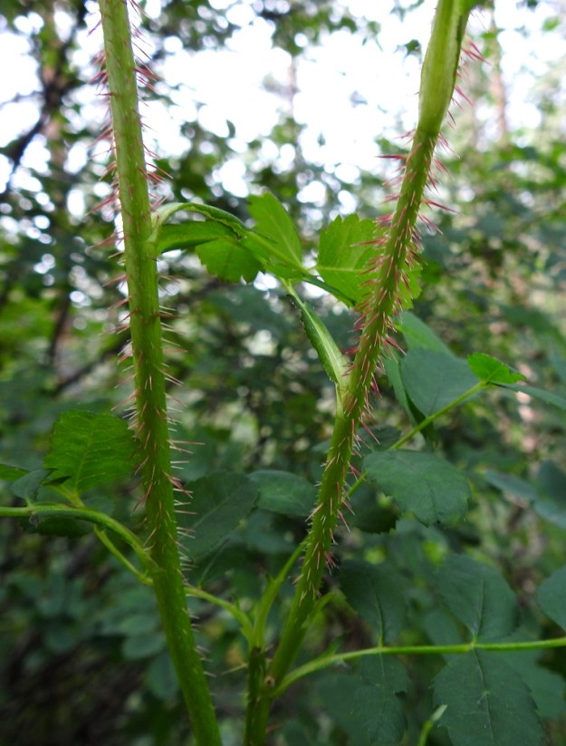 Rosa spinosissima 'Plena' - juhannusruusun vuosikasvaimet ovat myös hyvin tiheäpiikkiset ja vihreät. Nuoret piikit ovat aluksi usein punasävyiset. 15.8.2024. Copyright Hannu Kämäräinen.