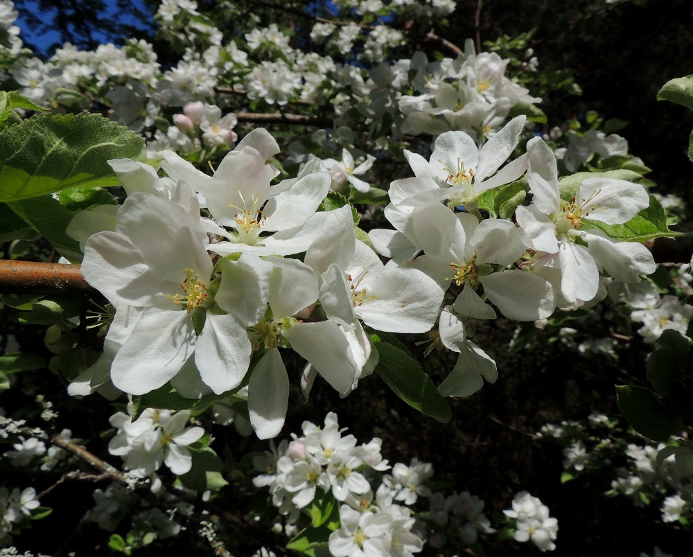 Malus domestica x sylvestris - tarhaomenapuun ja metsäomenapuun risteymä on usein teriön malliltaan ja kooltaan puhtaan metsäomenapuun näköinen. Lehtien karvaisuus, erityisesti alapinnalla, kielii kuitenkin puun risteymäperäisyydestä. A, Lemland, Hellestorp, Södra Söderbyvägenin eteläpuoli Ängskärin ja Granskärin pikkusaarten välillä, niityn laide, 31.5.2013. Copyright Hannu Kämäräinen.