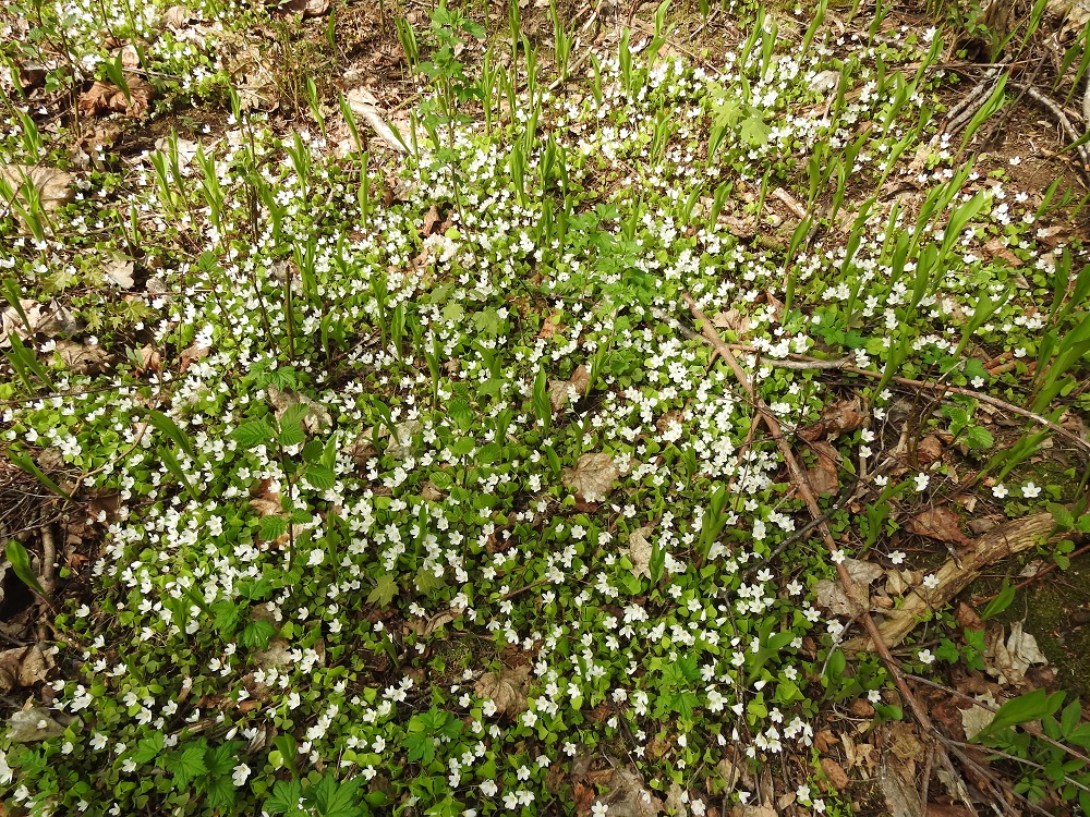 Oxalis acetosella - (metsä)käenkaali ajoittaa pääkukintansa alkukevääseen, jolloin metsäpohjassa on vielä runsaasti tilaa ja valoa on riittävästi. Kuvassa maasta nousevat, ryhdikkäät kielonlehtirullat, Convallaria majalis, enteilevät vahvasti, mikä laji on seuraava kasvupaikan valtias. (Metsä)käenkaali on alkuperäinen laji Suomessa. Sen esiintymisalue yltää etelästä päin Perä-Pohjanmaan ja Koillismaan eliömaakuntiin saakka. Se on lähes koko esiintymisalueellaan yleinen tai hyvin yleinen. EH, Hämeenlinna, Luhtiala, Aulangonjärven pohjoispää, Aulangon-Heikkilän tien puustoinen tienlaitarinne, 13.5.2018. Copyright Hannu Kämäräinen.