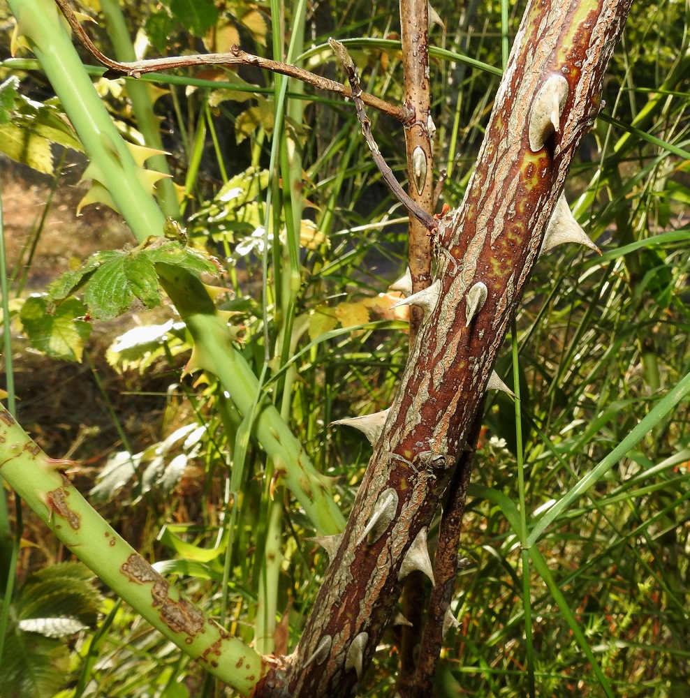 Rosa caesia - himmeäorjanruusun juurivesojen alaosa on varsia tiheämmin piikkinen. Haaroissa piikkien määrä vaihtelee ja vuosiversoissa niitä on vähemmän. Malliltaan piikit ovat käyriä ja tyviosastaan leveitä mutta litteähköjä. Niiden pituus vaihtelee tavallisesti noin välillä 3-10 mm. Kussakin varren osassa piikit ovat kuitenkin keskenään suhteellisen samankokoisia. A, Finström, Bastö, pohjoispää, Bastövägenin jatkeena olevan pikkutien, Labbsundsvägenin laitaniitty noin 60 m tien alusta pohjoiseen, 9.7.2022. Copyright Hannu Kämäräinen.