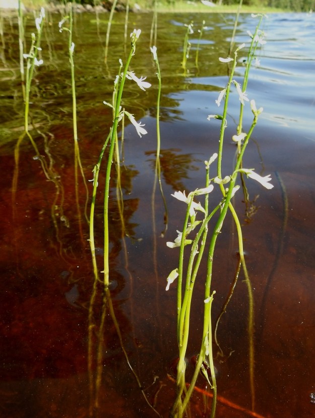 Lobelia dortmanna - nuottaruoho on kalju vesikasvi, jonka latva nousee veden pinnan yläpuolelle. Kukinto on harsu terttu, jossa on yleensä viidestä kahdeksaan kukkaa, jotka nuokkuvat tai siirottavat sivulle. EH, Hämeenlinna, Loimalahti, Alajärvi, Tervaniemen etelärannan Saunalahti, 28.6.2024. Ellei toisin mainita, kuvat ovat tältä samalta kasvualueelta. Copyright Hannu Kämäräinen.