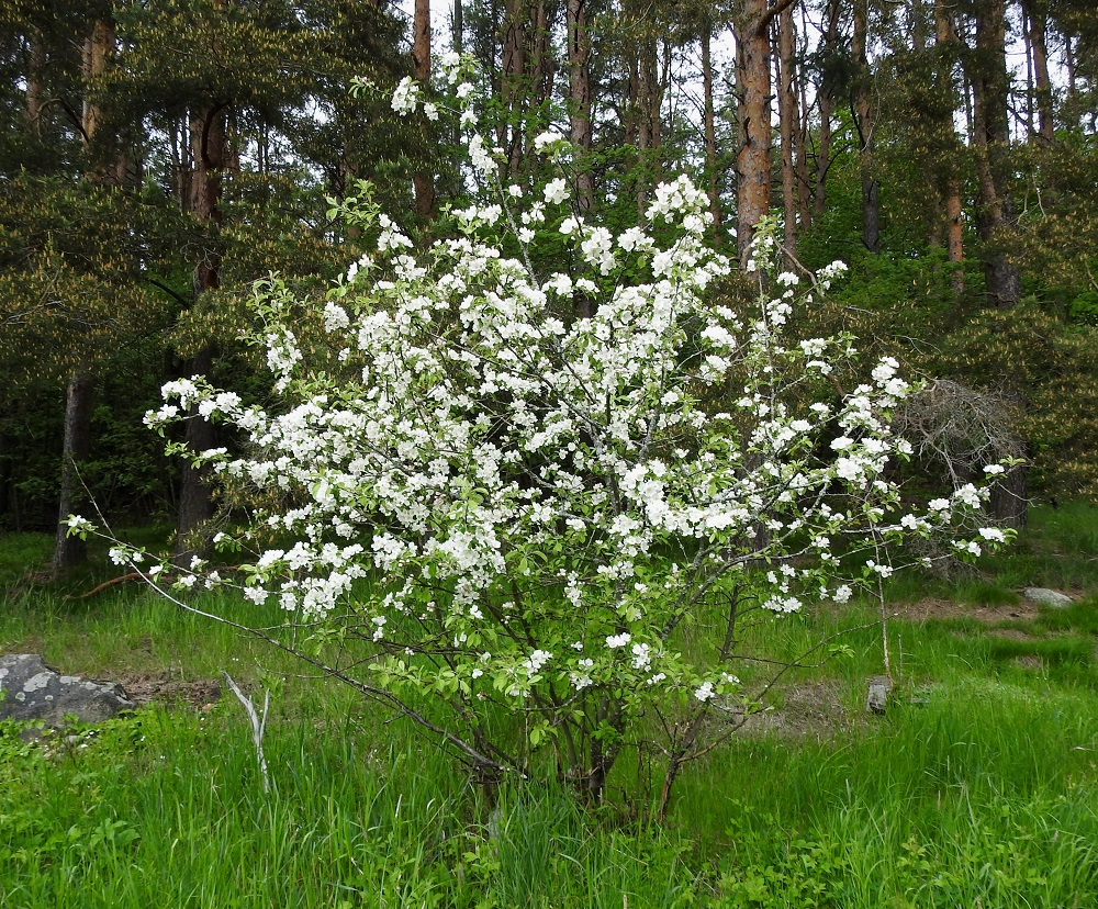 Malus domestica - tarhaomenapuu voi toisinaan, ainakin aluksi, olla myös pensasmaisen monivartinen. Kukinnan määrä saattaa vaihdella vuosittain ja on parhaimmillaan näyttävä. V, Turku, Iso-Heikkilä, Härkämäki, mäen kaakkoistyvi, mäntymetsän laitaruohikko, 28.5.2021. Copyright Hannu Kämäräinen.