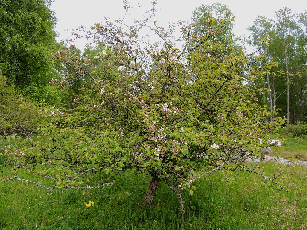 Malus sylvestris - metsäomenapuu on uhanalaisuusarvioinnissa vaarantuneeksi (VU) todettu ja rauhoitettu laji, jonka pääesiintymisalue on Ahvenanmaalla ja Lounais-Suomen saaristossa. Lisäksi Uudellamaalla saattaa olla vielä muutama pieni esiintymä jäljellä. A, Lemland, eteläpää, Björkö, Herröskatanin luonnonsuojelualue, niemen keskiosan kallioketoalue ja eteläpään rantakallioalueen ylälaita 30.5.2013. Ellei toisin mainita, kuvat ovat tältä samalta kasvualueelta. Copyright Hannu Kämäräinen.
