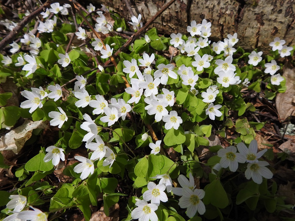 Oxalis acetosella - (metsä)käenkaali, jota usein myös ketunleiväksi kutsutaan, on monivuotinen, hento, pysty ruoho ja vanakasvi, joka on tavallisesti noin 5-10 cm korkea. EH, Hämeenlinna, Luhtiala, Aulangonjärven pohjoispää, Aulangon-Heikkilän tien puustoinen tienlaitarinne, 13.5.2018. Copyright Hannu Kämäräinen.