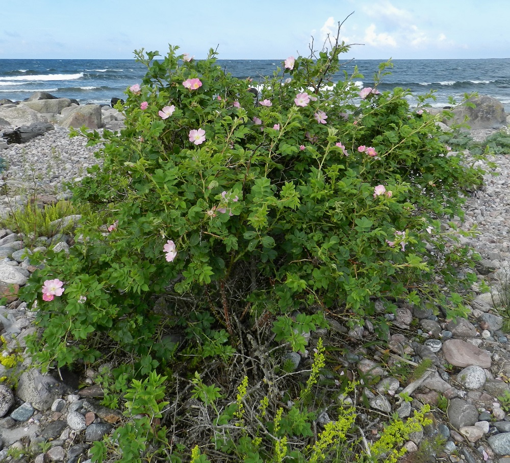 Rosa caesia - himmeäorjanruusu on pysty ja kaarevavartinen pensas, jonka varret ovat tavallisesti noin 1,5-3 m pitkiä. Erityisesti kuvassa näkyvät, punaruskeat juurivesat ovat alaosastaan yleensä tiheäpiikkiset. V, Kemiönsaari, (aik. Dragsfjärd), Hiittisten saaristo, Örö, saaren lounaisosa, eteläkärkeen vievän Pitkä ikävä -tien luoteispuolinen, avoin, kivikkoinen ja sorapohjainen merenranta-alue, 14.7.2012. Copyright Hannu Kämäräinen.