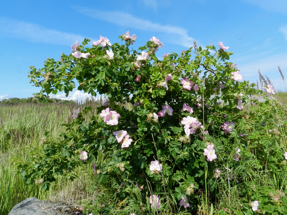 Rosa dumalis - heleäorjanruusu on pysty ja kaarevavartinen pensas, jonka varret ovat tavallisesti noin 1,5-3 m pitkiä. V, Kemiönsaari, (aik. Dragsfjärd), Hiittisten saaristo, Örö, saaren kaakkoisosa, Holmenin 12 tuuman tykkipatterikallio, 14.7.2012. Copyright Hannu Kämäräinen.