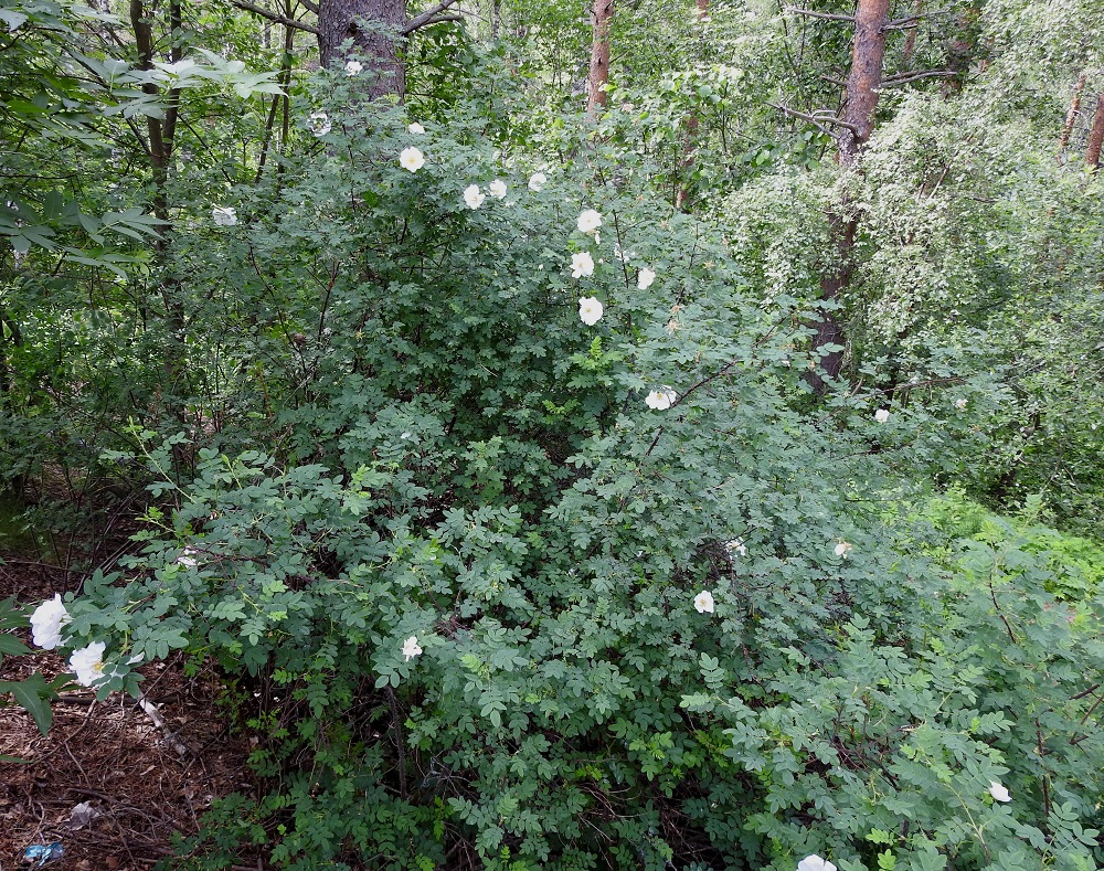 Rosa spinosissima 'Plena' - juhannusruusu on kantalajista jalostettu, hyväntuoksuisen lajike, jonka alkuperää ei tunneta, mutta sen otaksutaan kulkeutuneen Suomeen Venäjältä. Lajiketta on viljelty Suomessa jo 1800-luvun alkupuolelta lähtien. Pitkän viljelyhistorian myötä juhannusruusu on usein jäänyt viljelyjäänteenä entisille asuinpaikoille ja lintujen levittämänä juurtunut myös lähiluontoon. Eniten kasvupaikkoja on Etelä-Suomessa, mutta harvakseen niitä on lähes läpi Suomen. Kasvupaikkoina ovat lähinnä entiset asuinpaikat ja niiden sekä nykyisen asutuksen lähialueet, pientareet, joutomaat, niityt, kedot ja metsänlaiteet sekä laitametsät. 7.6.2024. Copyright Hannu Kämäräinen.