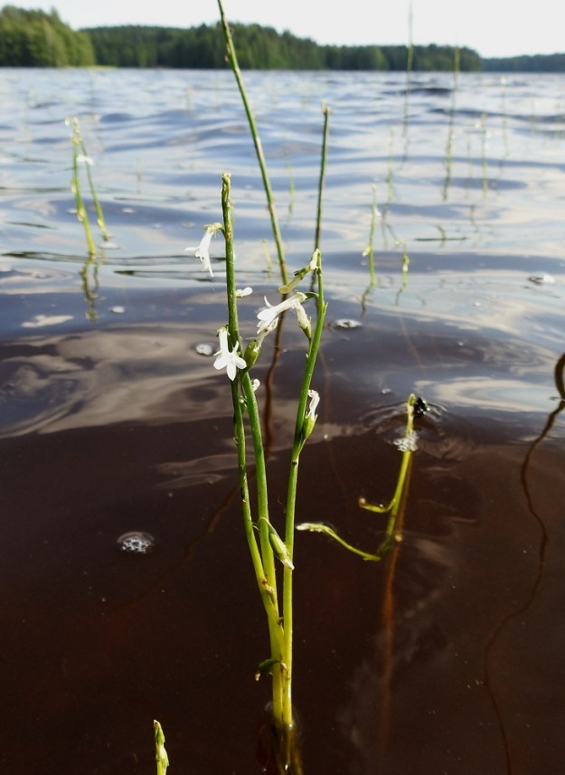 Lobelia dortmanna - nuottaruohon kasvualue yltää noin 20 cm syvästä rantavedestä lähes 1,5 metriin saakka. Lisäksi laji voi kasvaa kukkimattomana uposkasvina jopa 3 metrin syvyydessä. 28.6.2024. Copyright Hannu Kämäräinen.