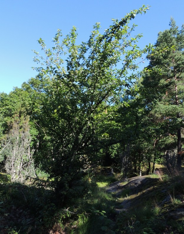 Malus domestica - tarhaomenapuu on todennäköisesti tuotu Suomeen jo 1100-1200 lukujen vaiheilla. Laajasti viljelty puu on aikojen saatossa jäänyt viljelyjäänteenä jo kadonneille asuinpaikoille ja villiytynyt luontoon. Sen kasvupaikkoina ovat lähinnä asutuksen lähialueet, pientareet, tienvarret, metsiköt ja niiden laiteet, niityt ja muut avoimet alueet sekä satunnaisemmin joutomaat ja maankäsittelyalueet. U, Inkoo, saaristo, Älgsjölandet, Älgsjö (Elisaari), saaren länsiosa, luonnonsuojelualue, kallioinen metsä, 19.7.2016. Copyright Hannu Kämäräinen.