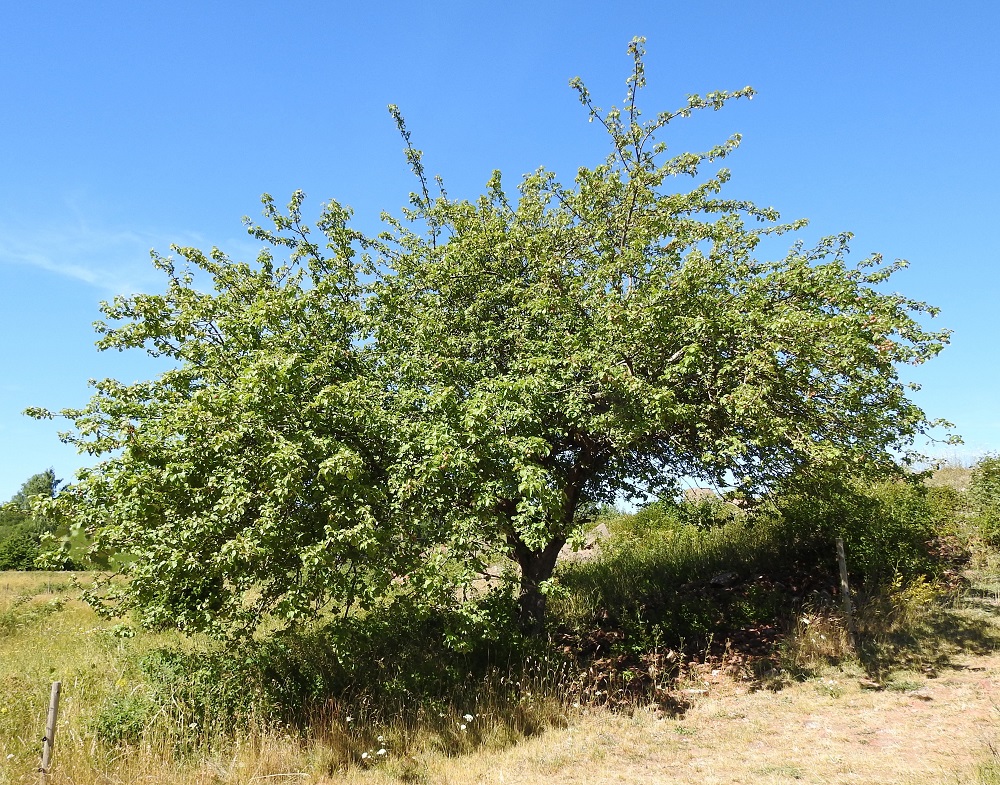 Malus sylvestris - metsäomenapuu on pensas tai pieni puu, joka on yleensä leveä- ja matalalatvuksinen ja tavallisesti noin 2-8 m korkea. Monilla kasvupaikoilla vanhat puut sinnittelevät vuosikymmenestä toiseen, mutta taimet ja nuoret yksilöt saattavat puuttua kokonaan. Laji onkin taantunut ja sen myötä uhanalaistunut. A, Sund, Bomarsund, linnoitusraunioalueen lounaispuolinen rinneniitty, 12.7.2022. Copyright Hannu Kämäräinen.