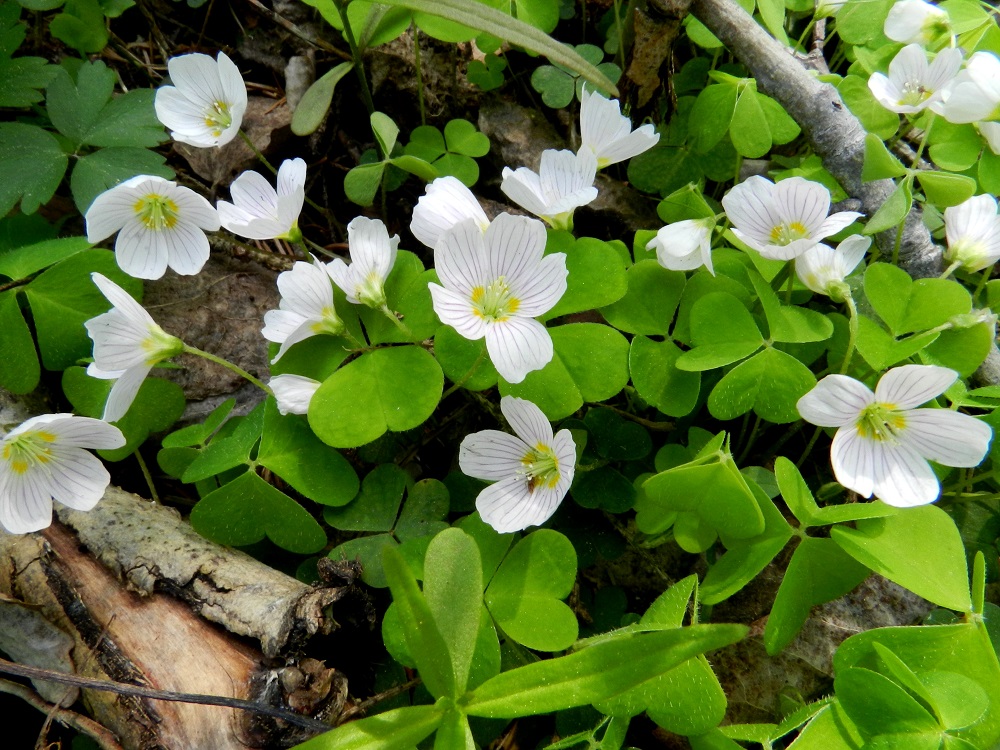 Oxalis acetosella - (metsä)käenkaalin kukkavanat ja ruusukkeina olevat lehdet nousevat suoraan vaakatasossa suikertavasta maavarresta. Kukat yltävät jonkin verran lehtikerroksen yläpuolelle. EH, Hämeenlinna, Majalahti, Hirsimäki, omakotialue, Näsiäntien ja maakaasulinjan välinen kuusivaltainen metsä, 22.5.2011. Copyright Hannu Kämäräinen.