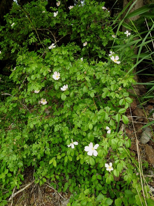 Rosa canina - kaljukoiranruusu on nykyisin Suomen harvinaisin ruusulaji. Sillä on vain noin kymmenkunta tunnettua luontaista kasvupaikkaa Ahvenanmaalla. Aikaisemmin samaan lajiin alalajina kuulunut karvakoiranruusu, R. corymbifera, oli vieläkin harvinaisempi, mutta nyt lajin katsotaan hävinneen Suomen luonnosta, kun viimeinenkin, vielä 2011 kasvanut kookas pensas on ilmeisesti tuhoutunut. 20.6.2023. Copyright Hannu Kämäräinen.