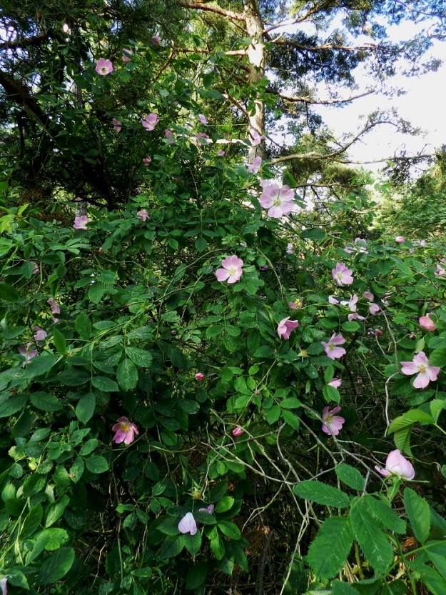 Rosa dumalis - heleäorjanruusu voi puuston seassa kasvaessaan myös intoutua köynnöstelemään runkojen ja oksien avulla jopa neljän metrin korkeuteen. V, Kemiönsaari, (aik. Dragsfjärd), Hiittisten saaristo, Örö, saaren lounaisosa, eteläkärkeen vievän Pitkä ikävä -tien varren harvan metsikön laide, 14.7.2012. Copyright Hannu Kämäräinen.
