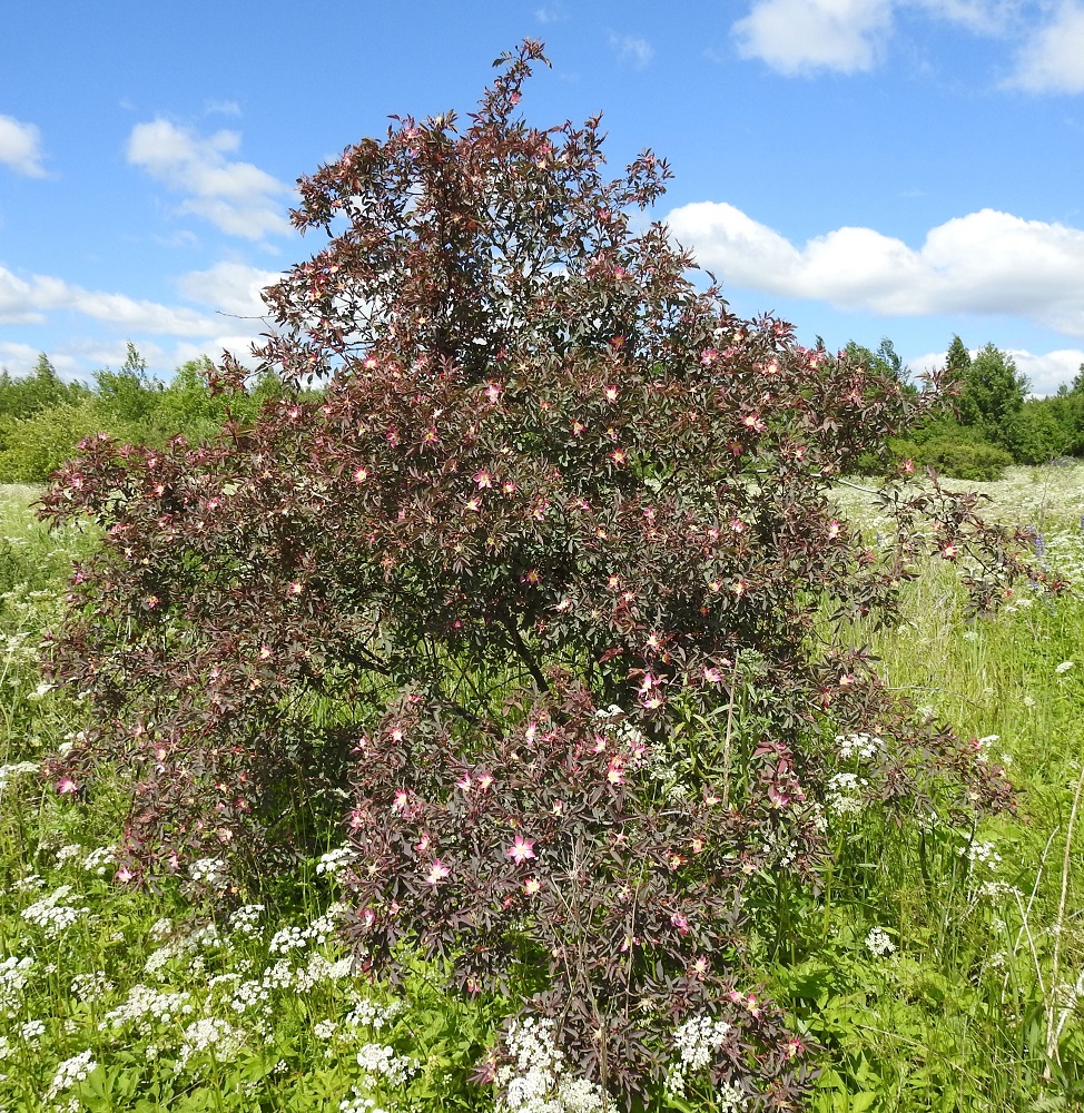 Rosa glauca - punalehtiruusu kasvaa luontaisena Etelä- ja Keski-Euroopan vuoristoseuduilla. Suomeen se on tuotu koristekasviksi 1800-luvun lopulla. Karkulaishavaintoja on tehty jo 1900-luvun alkupuolelta lähtien. Nykyisin villiytymiä tavataan etelästä päin Kainuun, Oulun Pohjanmaan ja Perä-Pohjanmaan eliömaakuntien linjalle saakka. Lajin kasvupaikkavalikoima on laaja. Se menestyy mm. kaikenlaisilla pientareilla, joutomailla, niityillä, kedoilla, kallioilla, asumattomilla meren saarilla, harju- ym. havumetsissä ja lehdoissa. EH, Kouvola, Kuusankoski, Mäyränkorven ja Lamminrannan välissä oleva Saksanahon entinen, peitetty teollisuuskaatopaikka, Savonsuo, täyttöalueen eteläosa, 1.7.2017. Copyright Hannu Kämäräinen.