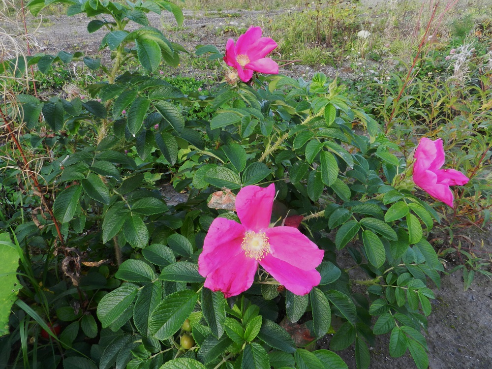 Rosa rugosa - kurtturuusu on merenrantoja vähemmän vahingollinen levittäytyjä teiden varsilla ja niiden lähialueilla sekä joutomailla ja maankäsittelyalueilla. Sen lehdissä on viidestä yhdeksään lehdykkää niin, että kärkilehdykän lisäksi lehdykkäpareja on kahdesta neljään. Lehdykät ovat päältä kiiltävän tummanvihreät. EH, Hämeenlinna, Majalahti, Louhoksentien varrella oleva maanläjitysalue, luoteisosa, 18.9.2011. Copyright Hannu Kämäräinen.