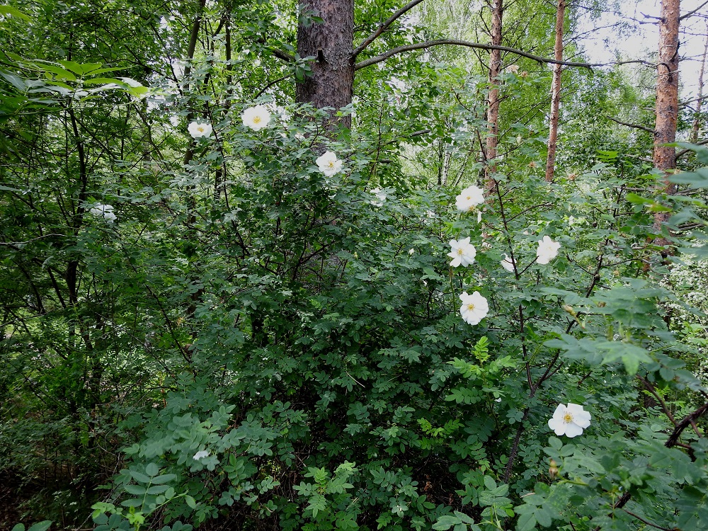Rosa spinosissima 'Plena' - juhannusruusu on kantalajista jalostettu, hyväntuoksuisen lajike, jonka alkuperää ei tunneta, mutta sen otaksutaan kulkeutuneen Suomeen Venäjältä. Lajiketta on viljelty Suomessa jo 1800-luvun alkupuolelta lähtien. Pitkän viljelyhistorian myötä juhannusruusu on usein jäänyt viljelyjäänteenä entisille asuinpaikoille ja lintujen levittämänä juurtunut myös lähiluontoon. Eniten kasvupaikkoja on Etelä-Suomessa, mutta harvakseen niitä on lähes läpi Suomen. Kasvupaikkoina ovat lähinnä entiset asuinpaikat ja niiden sekä nykyisen asutuksen lähialueet, pientareet, joutomaat, niityt, kedot ja metsänlaiteet sekä laitametsät. 7.6.2024. Copyright Hannu Kämäräinen.