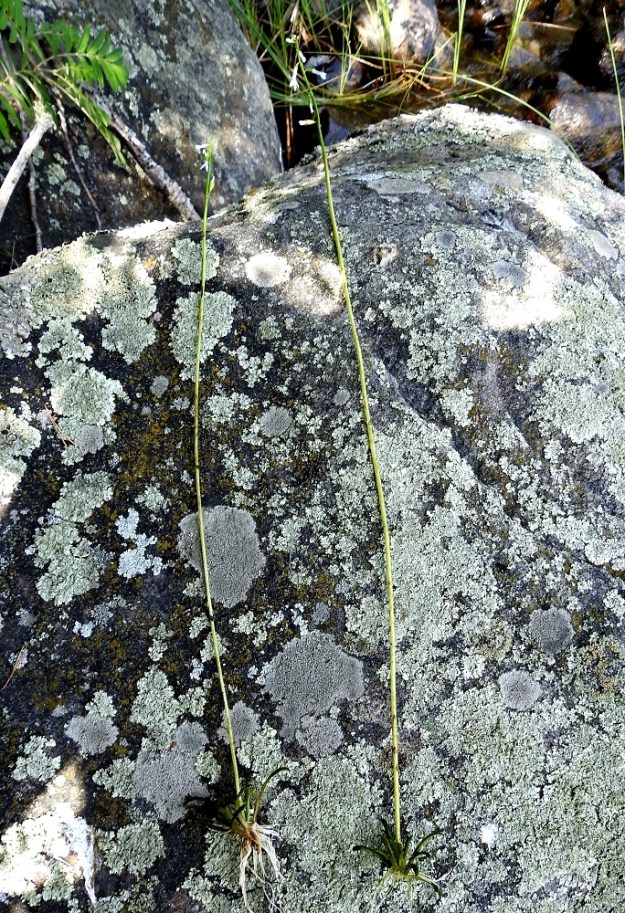 Lobelia dortmanna - nuottaruoho on monivuotinen, pysty ja tavallisesti noin 30-90 cm korkea ruoho, joka voi syvemmässä vedessä venyä jopa 150 cm pitkäksi. Yksilöt ovat yksivartisia, ja varret ovat vanamaisia sekä haarattomia. Varren tyvellä pohjassa kasvaa monilehtinen ruusuke. 28.6.2024. Copyright Hannu Kämäräinen.