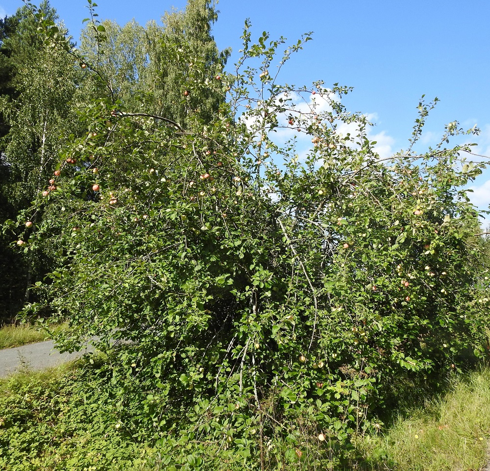 Malus domestica - tarhaomenapuu on yleensä pieni puu, joka on tavallisesti leveä- ja matalalatvuksinen sekä tavallisesti noin 3-8 m korkea. Toisinaan, kuten kuvassa, oksat voivat yltää maahan saakka. Pääosa villiytymistä on Etelä-Suomessa, mutta yksittäisiä havaintoja on pohjoisinta Lappia myöten. EH, Hämeenlinna, Vanaja, Paikkalantien länsilaita 100 m hautausmaa-alueen pohjoispuolella ja noin 250 m lähimmästä asutuksesta, 29.8.2024. Copyright Hannu Kämäräinen.