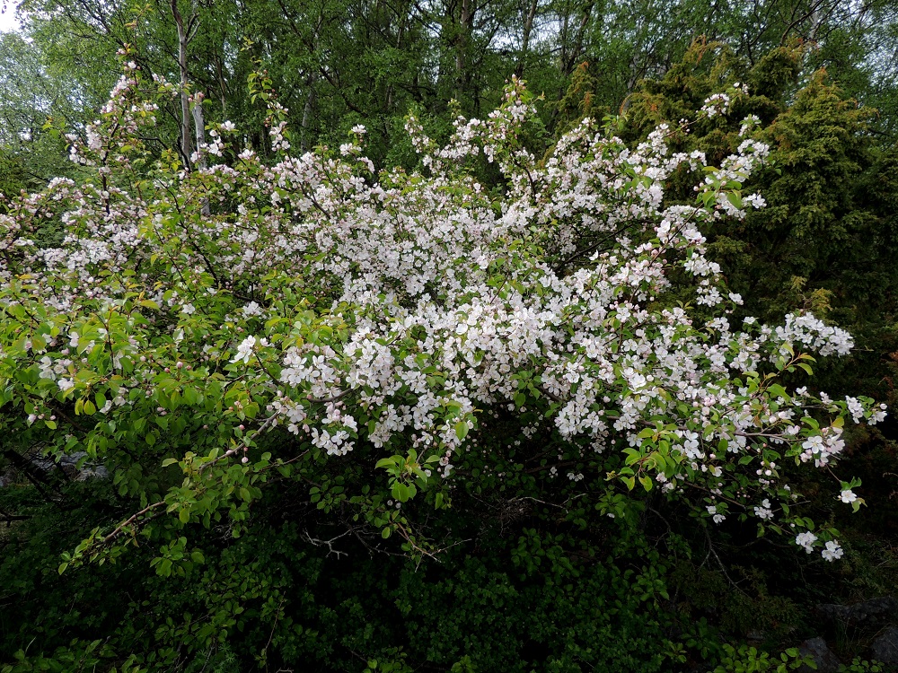 Malus sylvestris - metsäomenapuun kasvupaikkoina ovat lähinnä tuoreet ja kuivat lehdot, kivikkoiset rinne- ja kallionaluslehdot, rantalehdot ja -pensaikot, metsänreunat, lehto- ja lehdesniityt sekä kallioiset ketoalueet ja hakamaat. Laji on kalkinsuosija. Uhanalaistumiseen on vaikuttanut keskeisesti kasvupaikkojen umpeutuminen mm. laidunnuksen loppumisen seurauksena. Toinen tärkeä tekijä on esteetön risteytyminen tarhaomenapuun, M. domestica, kanssa. Joillakin kasvupaikoilla lajien risteymäyksilöitä on jo puhtaita metsäomenapuita enemmän. 30.5.2013. Copyright Hannu Kämäräinen.