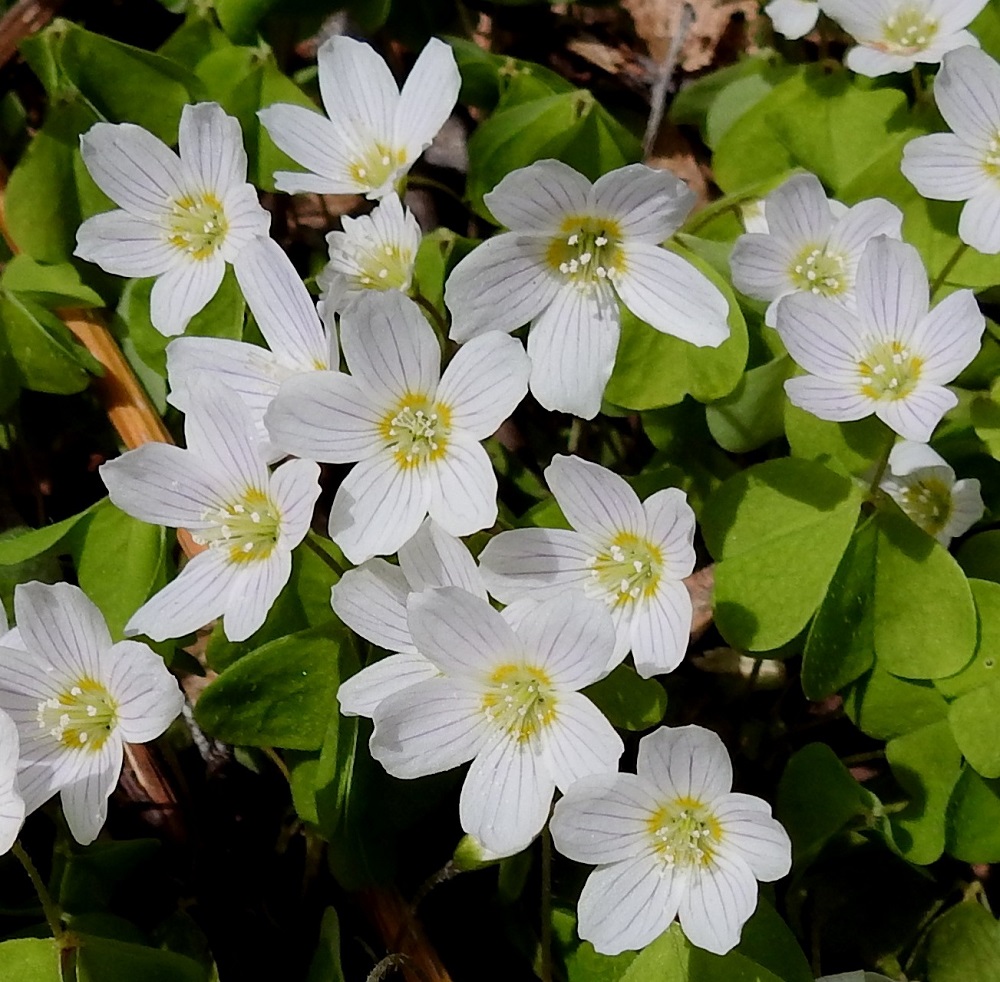 Oxalis acetosella - (metsä)käenkaalin kukinta voi parhailla kasvupaikoilla ja suotuisimpaan kevään kukinta-aikaan olla hyvinkin tiheää. EH, Hämeenlinna, Luhtiala, Aulangonjärven pohjoispää, Aulangon-Heikkilän tien puustoinen tienlaitarinne, 13.5.2018. Copyright Hannu Kämäräinen.
