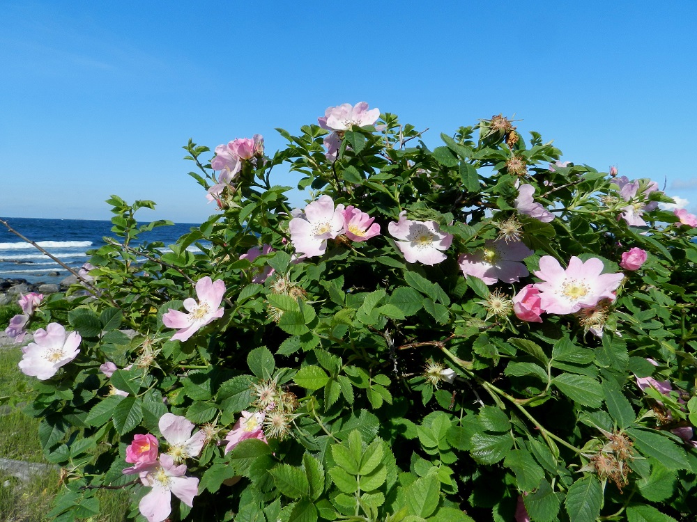 Rosa caesia - himmeäorjanruusun varsien nivelvälit ovat yleensä lyhyet. Kukat ovat vuosiversojen kärjessä lehtihankaisesti yksittäin tai kukinto on kahdesta neljään kukan huiskilo. V, Kemiönsaari, (aik. Dragsfjärd), Hiittisten saaristo, Örö, saaren lounaisosa, eteläkärkeen vievän Pitkä ikävä -tien luoteispuolisen, avoimen, hiekkapohjaisen merenranta-alueen eteläpää, 14.7.2012. Copyright Hannu Kämäräinen.
