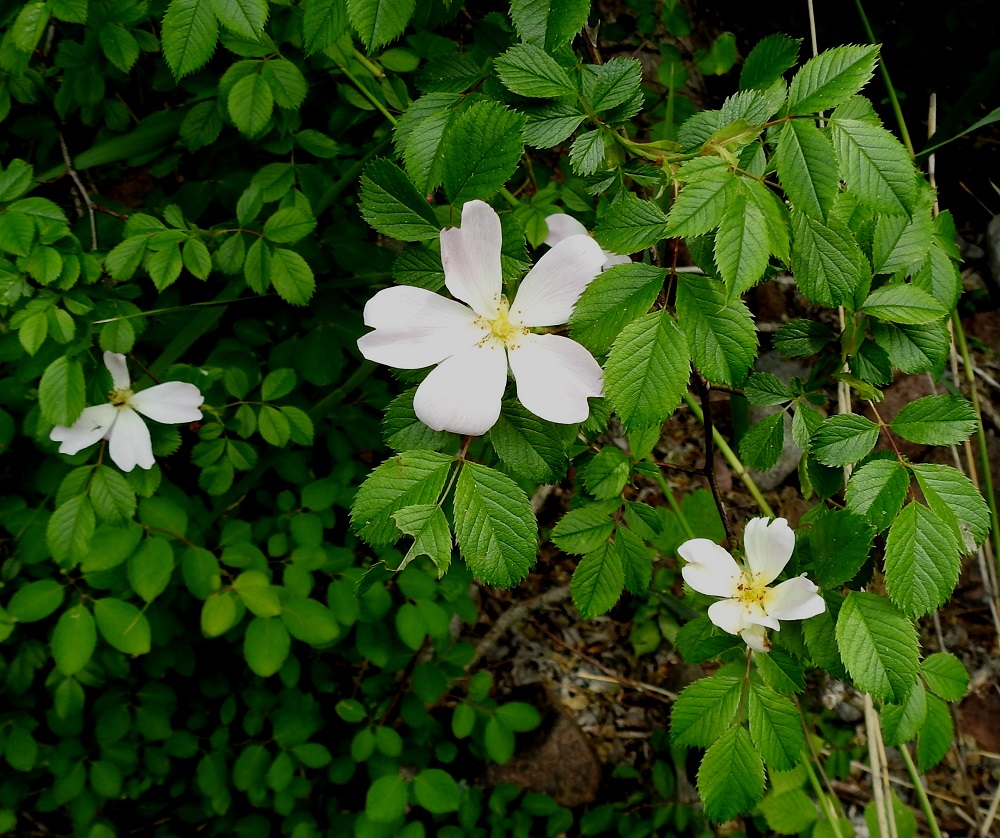 Rosa canina - kaljukoiranruusu on tuntomerkeiltään hyvin monimuotoinen ja ominaisuudet voivat vaihdella jopa saman pensaan eri osissa. Siitäkö lie johtuu, että myös teriökoko voi vaihdella suuresti eri oksissa. Kuvasarjan kasvualueen pensaissa teriön leveys oli noin 40-70 mm. 20.6.2023. Copyright Hannu Kämäräinen.