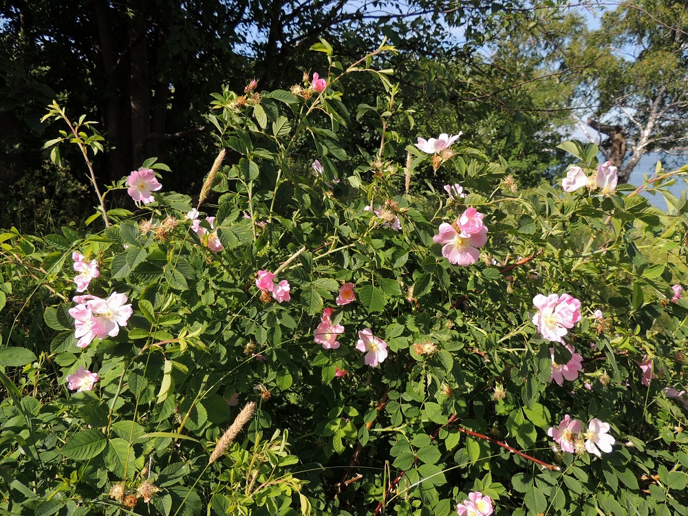Rosa dumalis - heleäorjanruusun varsien nivelvälit ovat yleensä pitkiä. Kukat ovat vuosiversojen kärjessä lehtihankaisesti yksittäin tai kukinto on kahdesta neljään kukan huiskilo. U, Helsinki, Suomenlinna, Susisaari, Kustaanmiekka, itälaidan vallitukset, 2.7.2013. Copyright Hannu Kämäräinen.