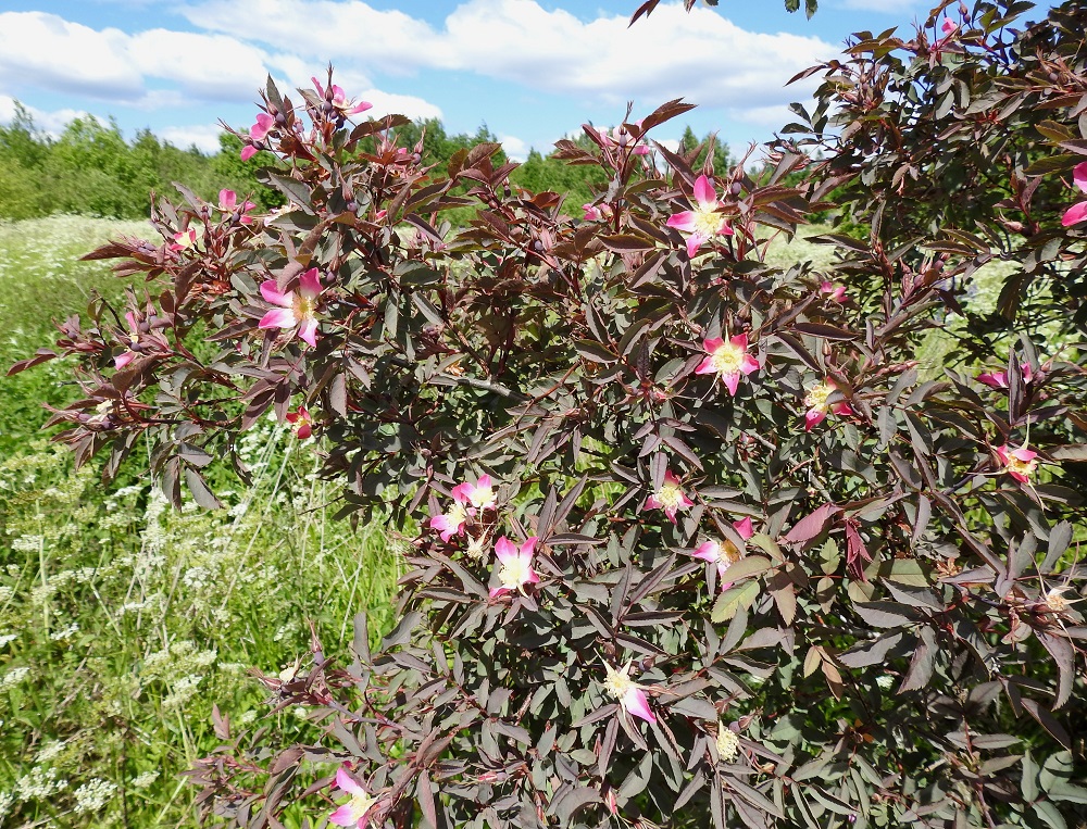 Rosa glauca - punalehtiruusu on mm. lehtiensä ja versojensa värin perusteella niin omaleimainen laji, ettei sitä helposti sotke muihin ruusulajeihin - ainakaan luonnonruusuihin. EH, Kouvola, Kuusankoski, Mäyränkorven ja Lamminrannan välissä oleva Saksanahon entinen, peitetty teollisuuskaatopaikka, Savonsuo, täyttöalueen eteläosa, 1.7.2017. Copyright Hannu Kämäräinen.