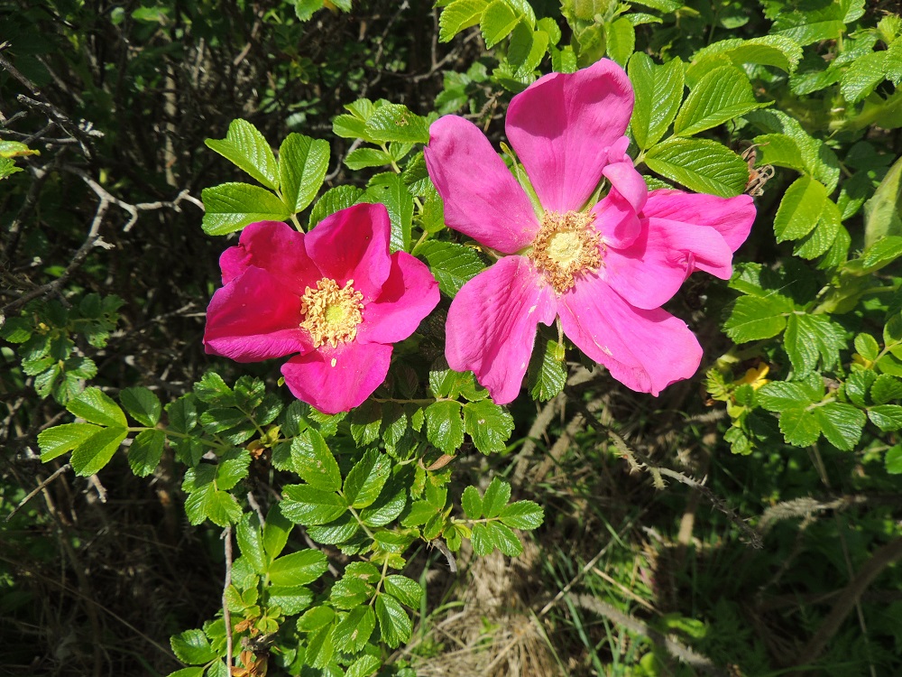 Rosa rugosa - kurtturuusun teriö on yleensä punainen ja noin 60-100 mm leveä. Terälehtiä on useimmiten viisi. Joskus, kuten kuvan oikeanpuoleisessa kukassa, teriössä voi olla jokunen ylimääräinenkin terälehti. Jalostetuilla puutarhalajikkeilla teriö on useimmiten kerrannainen. A, Eckerö, Storby, postitalon länsipuolisen merenrannan kallioinen niittyalue, 12.6.2014. Copyright Hannu Kämäräinen.