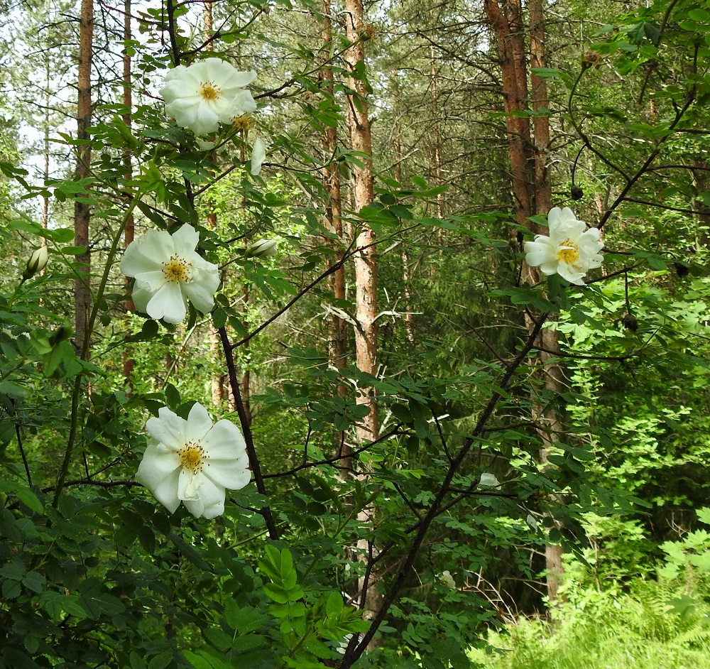 Rosa spinosissima 'Plena' - juhannusruusun kukat ovat edellisen vuoden versojen kärjessä lehtihankaisesti yksittäin. Teriö on valkoinen tai harvoin punertava. 7.6.2024. Copyright Hannu Kämäräinen.